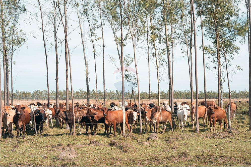 VENDO CAMPO EN YBYTYMÍ — foto 2