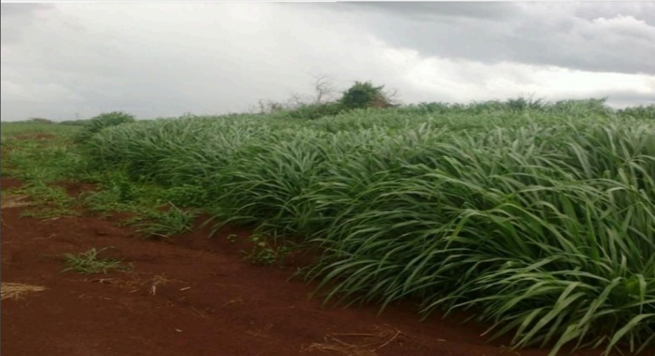 Vendo Campo Agrícola de 800 Hectáreas en Los Cedrales, Alto Paraná-CLCS55261970 — foto 3