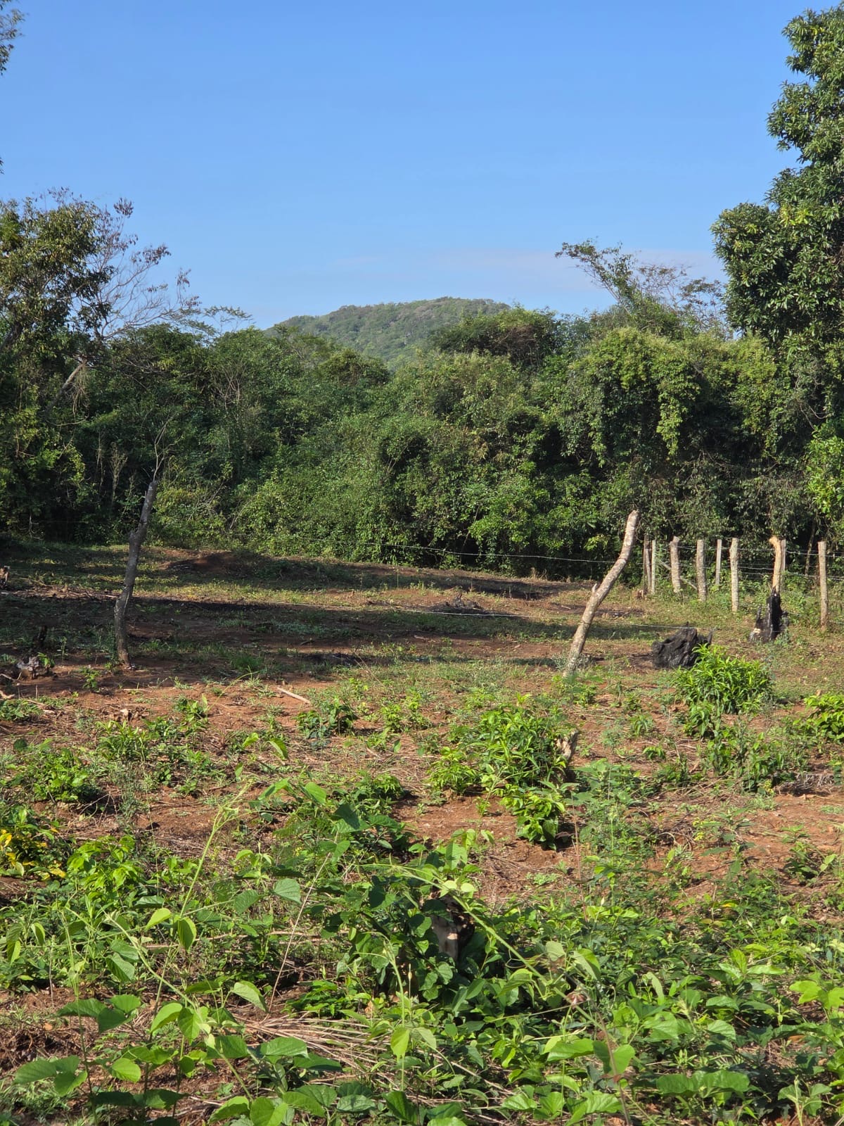 VENDO TERRENO EN CAACUPE — foto 3