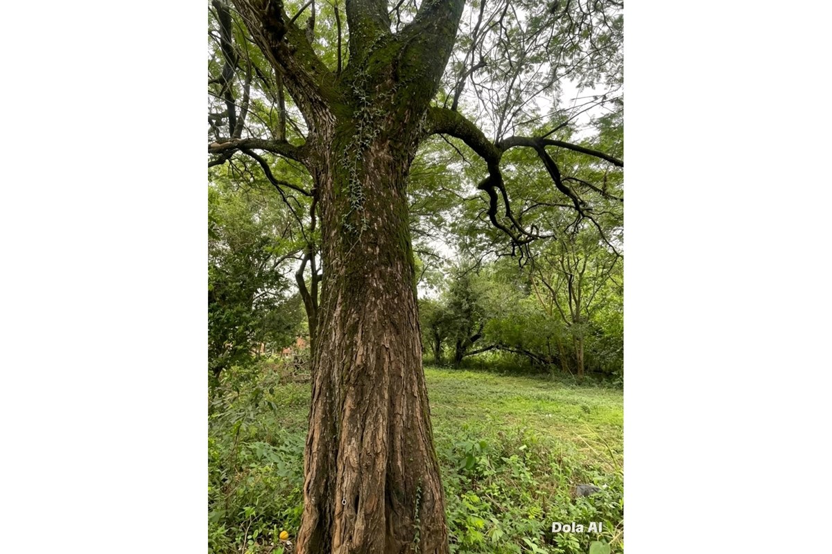Terreno-venta-mbayue San Agustin, Mbayué, Limpio, Central — foto 2