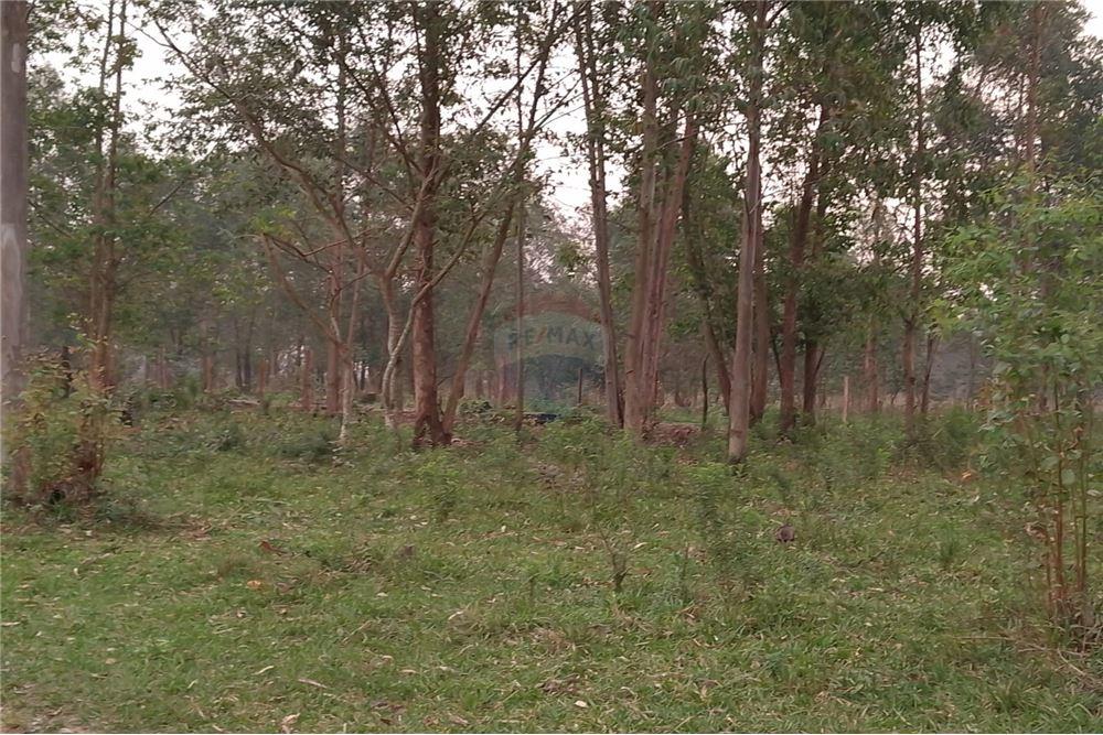 CAMPO DE 200 HAS Fleitas Cué-San Pedro del Parana — foto 3