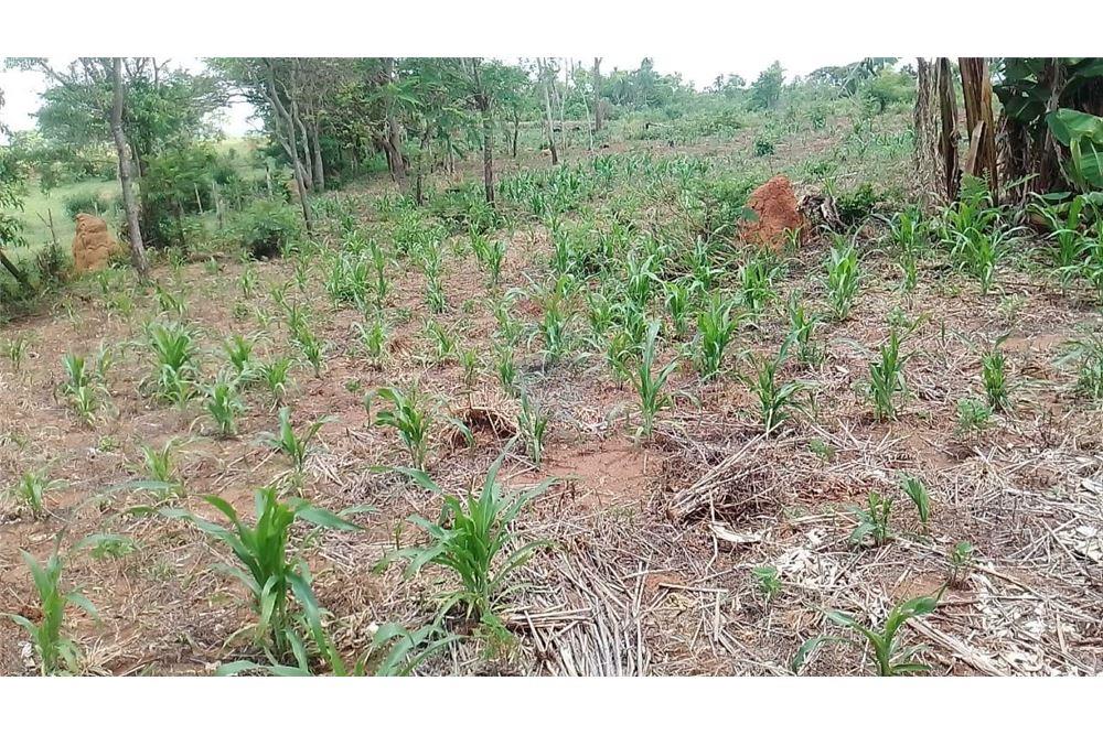 Vendo Campo De 12 Has 9.690 Mts.2 En Curuguaty — foto 2