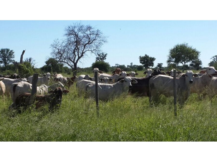 VENDO ESTANCIA DE 31677 EN ALTO PARAGUAY — foto 2