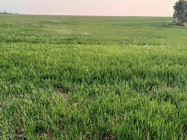 GRAN PROPIEDAD RURAL EN ALTO PARANA — foto 2