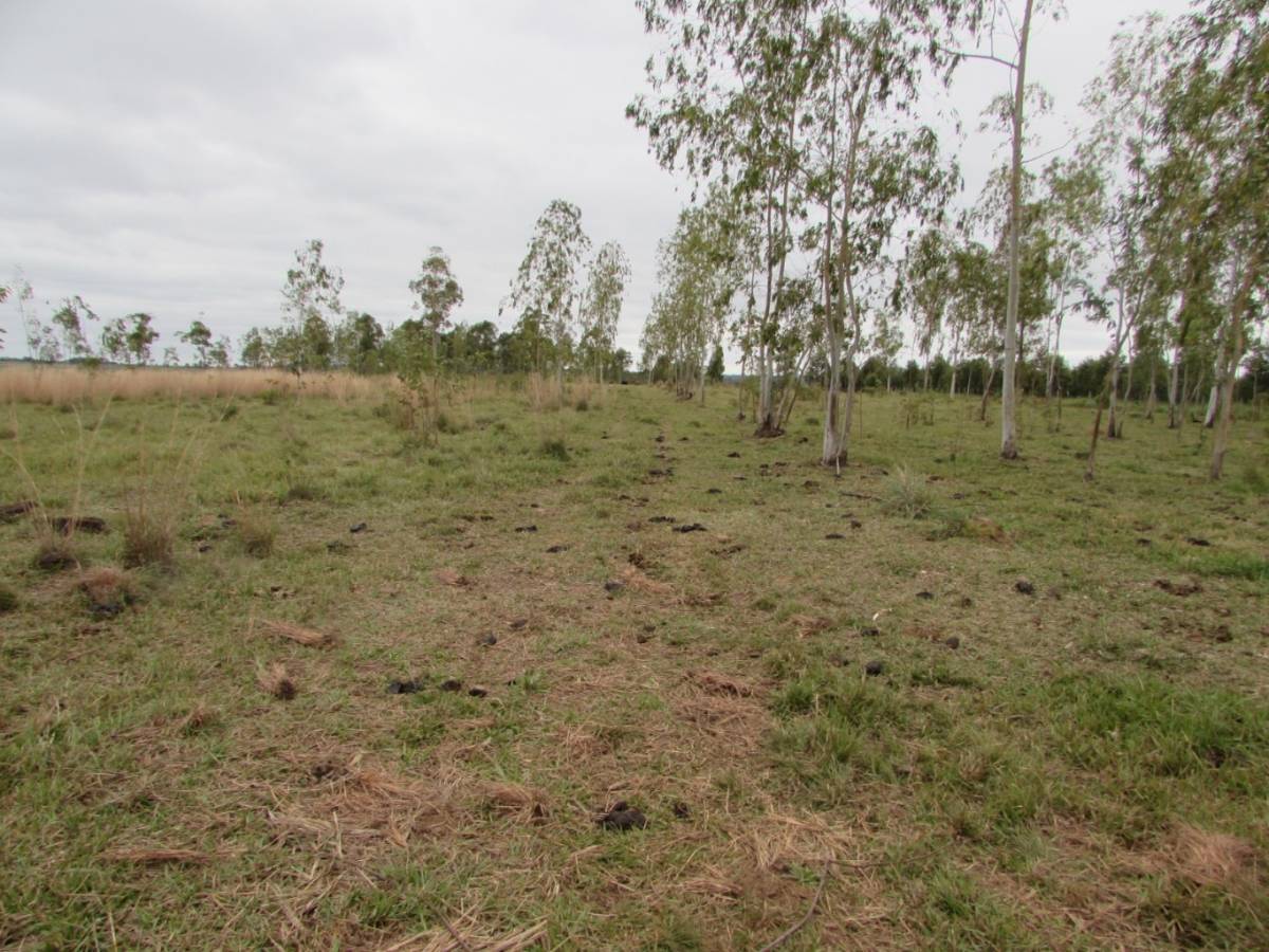 En venta establecimiento ganadero de 7,5 hectáreas en Itapúa Coronel Bogado. — foto 2