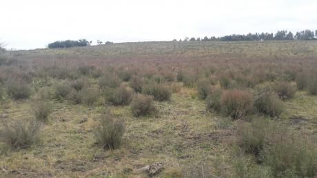 Campito Con Aguada Y Monte