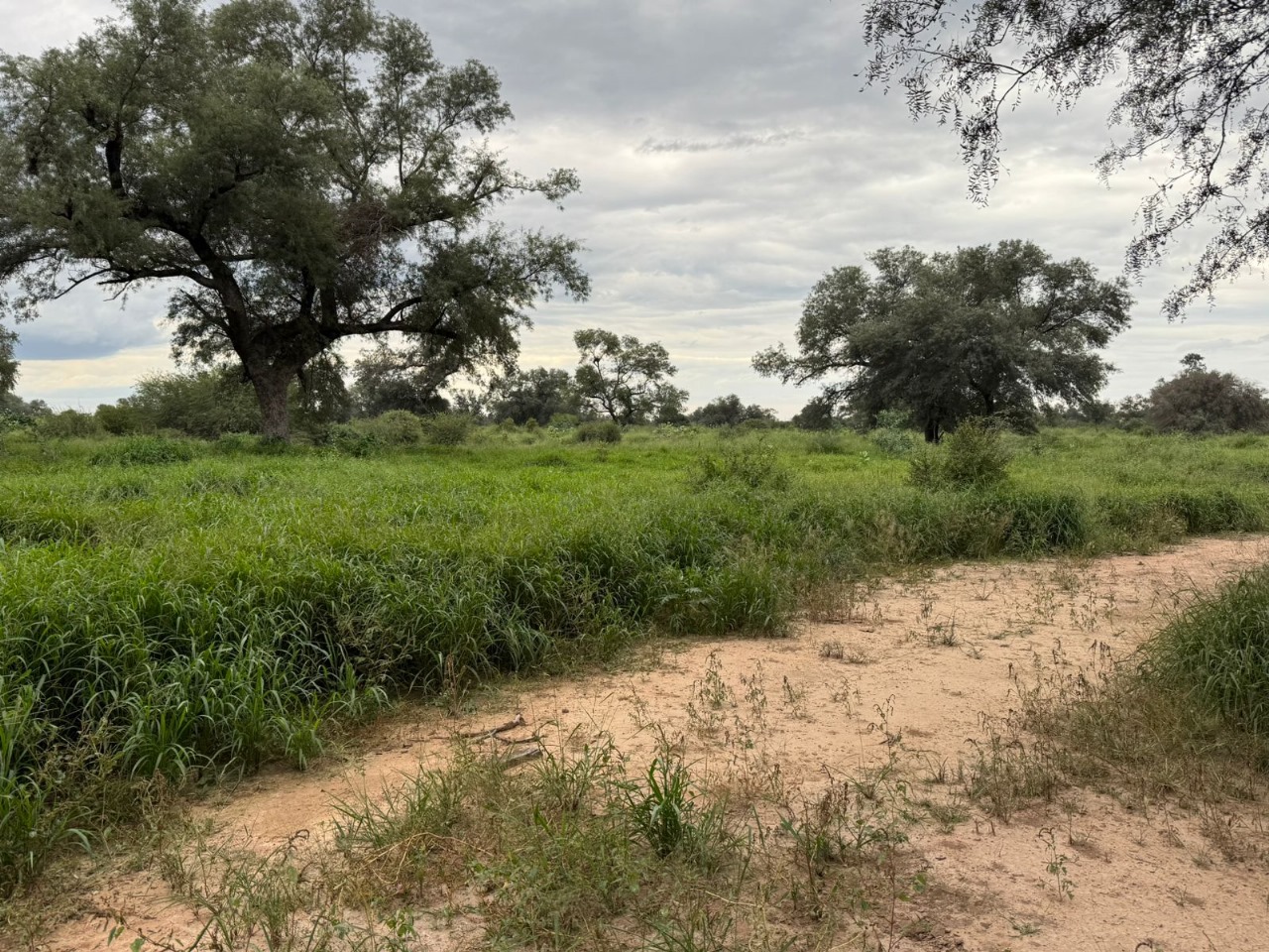 VENDO ESTANCIA EN CHACO CENTRAL NEULAND — foto 3