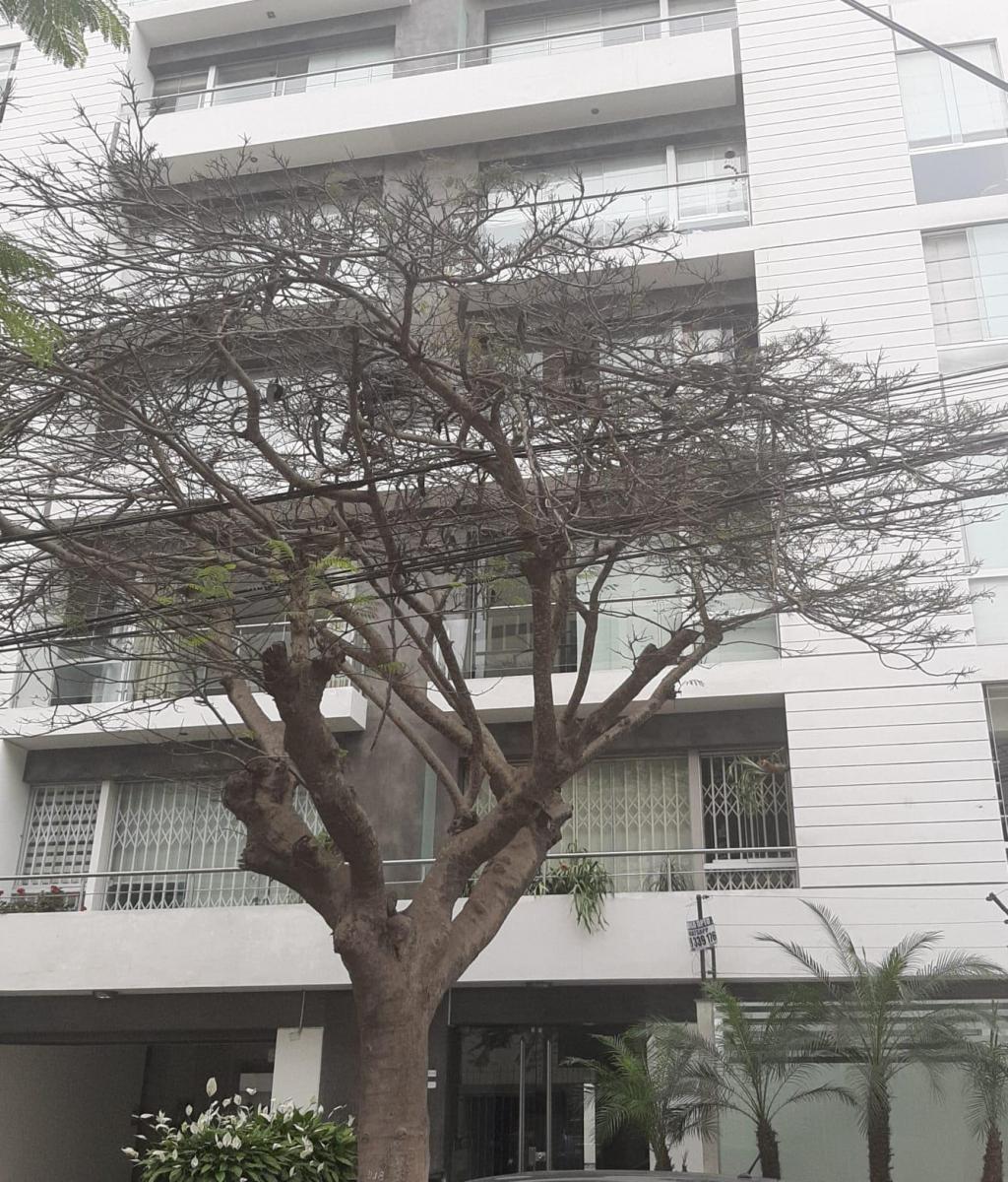 Departamento en alquiler en Miraflores