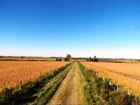 Venta De Campo En Sauce