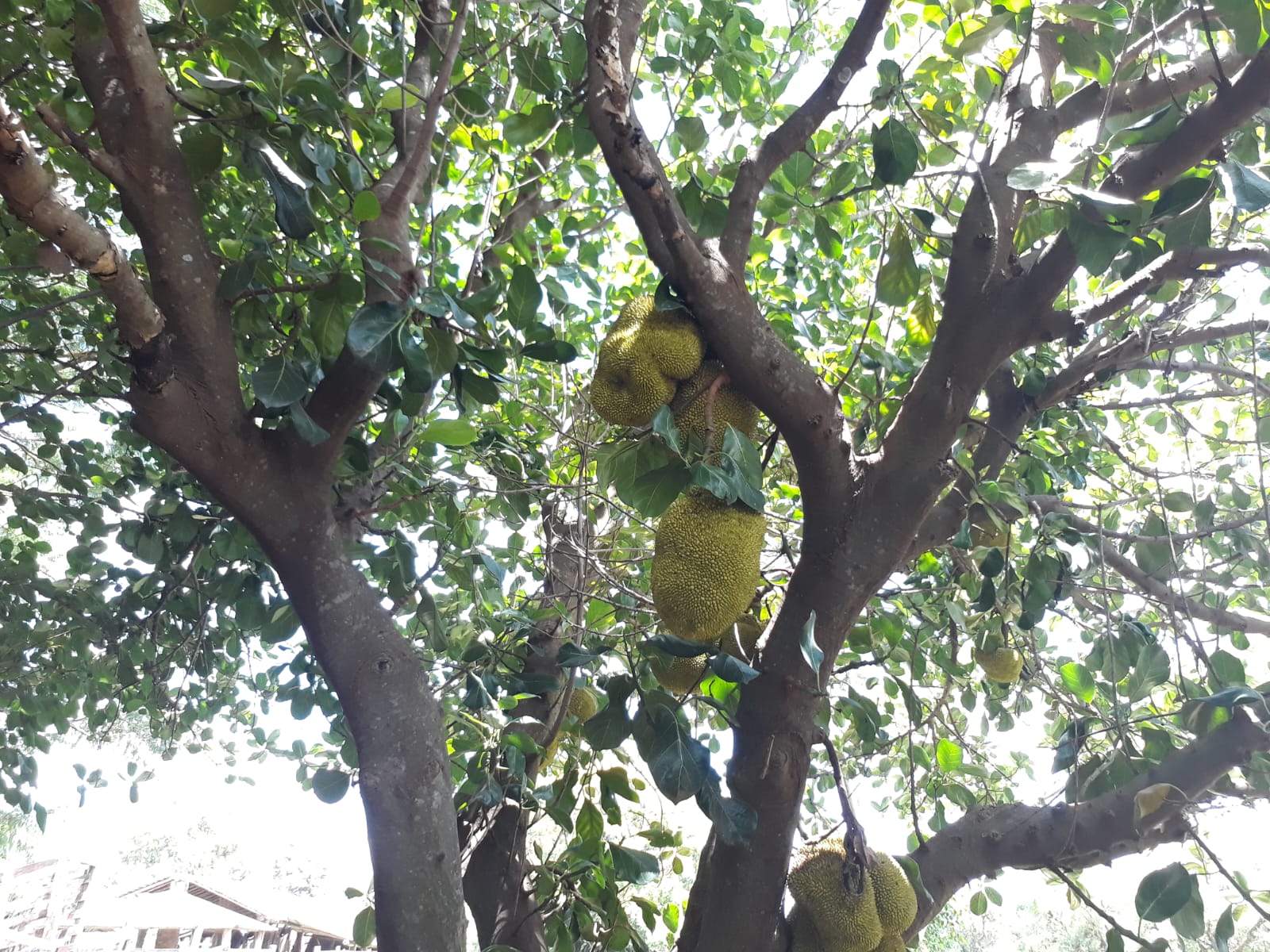 VENDO   Propiedad Rural  Arroyos y Esteros  Isla Guazu — foto 2