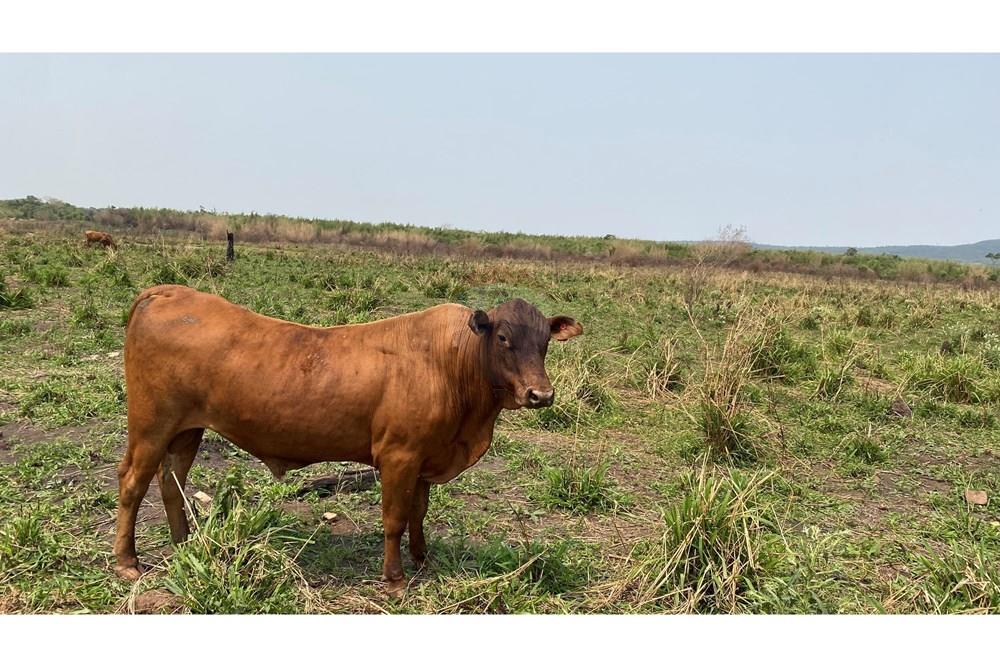 Estancia/Campo - Venta - Paraguay Caaguazú Simón Bolívar — foto 3