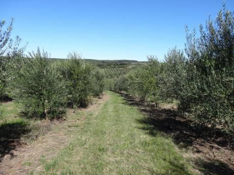 Campo De Olivos 212 Hás Garzón