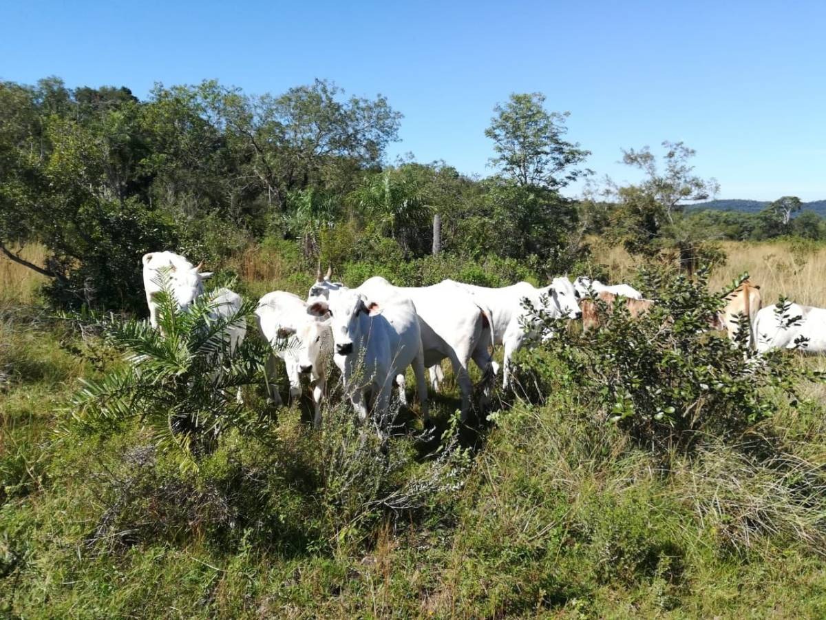 Vendo estancia de 475 hectareas en Caapucu - Departamento de Paraguarí — foto 2
