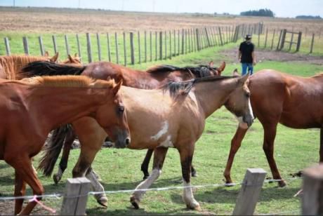 Venta De Campo En Rio Negro