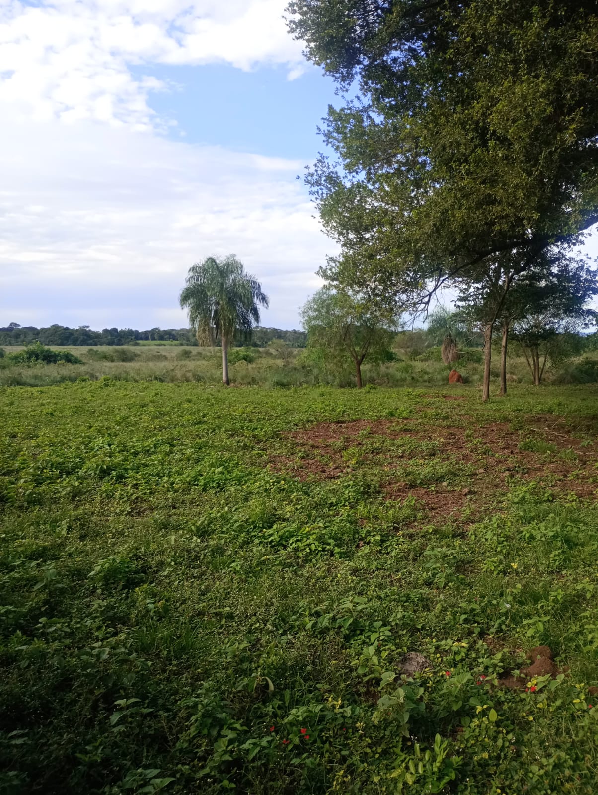 Campo en venta en 25 de Diciembre — foto 2