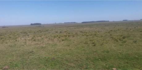Excelente Campo 1000 Ha - PróX. Vergara - Treinta Y Tres
