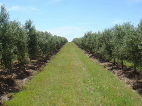 Oportunidad !! - Estupendo Campo De Olivos De 31,6 Ha