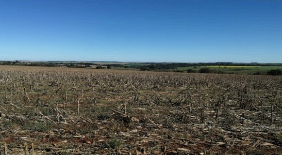 Vendo Campo de 720 has en Los Cedrales, Alto Paraná-CLCS5173573 — foto 3
