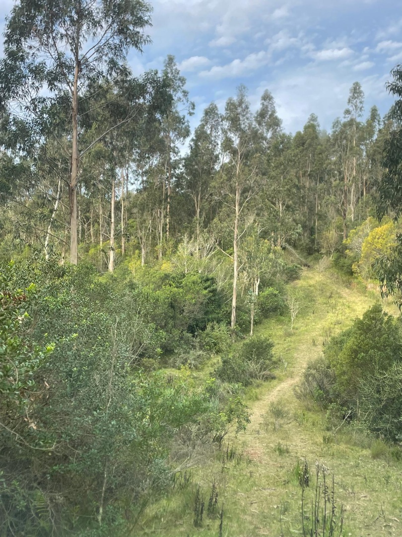 Campo de 187 hectáreas ubicado en el departamento de Rocha, con acceso por Ruta 15, en una zona de tradición ganadera y forestal del este del país. - foto 3