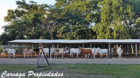 Hermosa Estancia De 90 Hectareas En Santani A 19.500.000.- Gs. La Hectarea