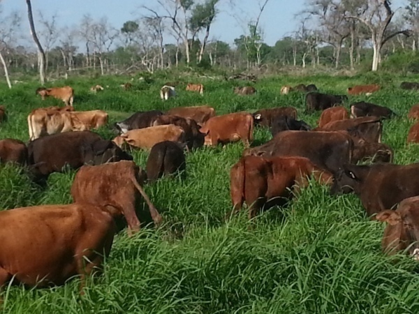 ESTANCIA EN VENTA EN POZO AZUL - BOQUERON — foto 2