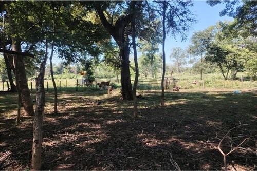 Terreno - Venta - Nueva Germania, San Pedro, Paraguay — foto 2