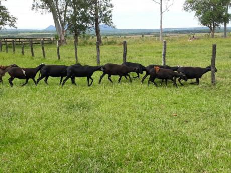 Vendo De 300 A 700 Hectáreas De Campo En Quiindy, Paraguarí
