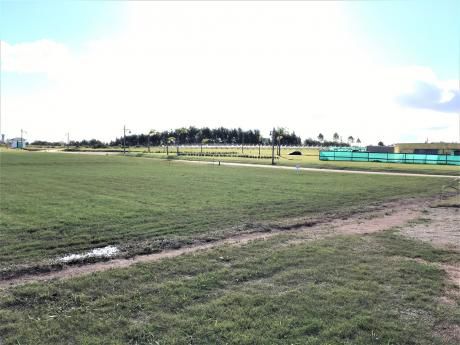 A Estrenar, VIñedos De La Tahona