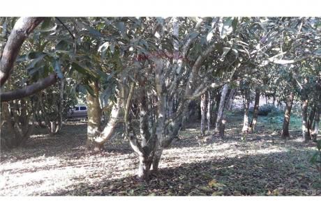 Tres Hectáreas En Venta