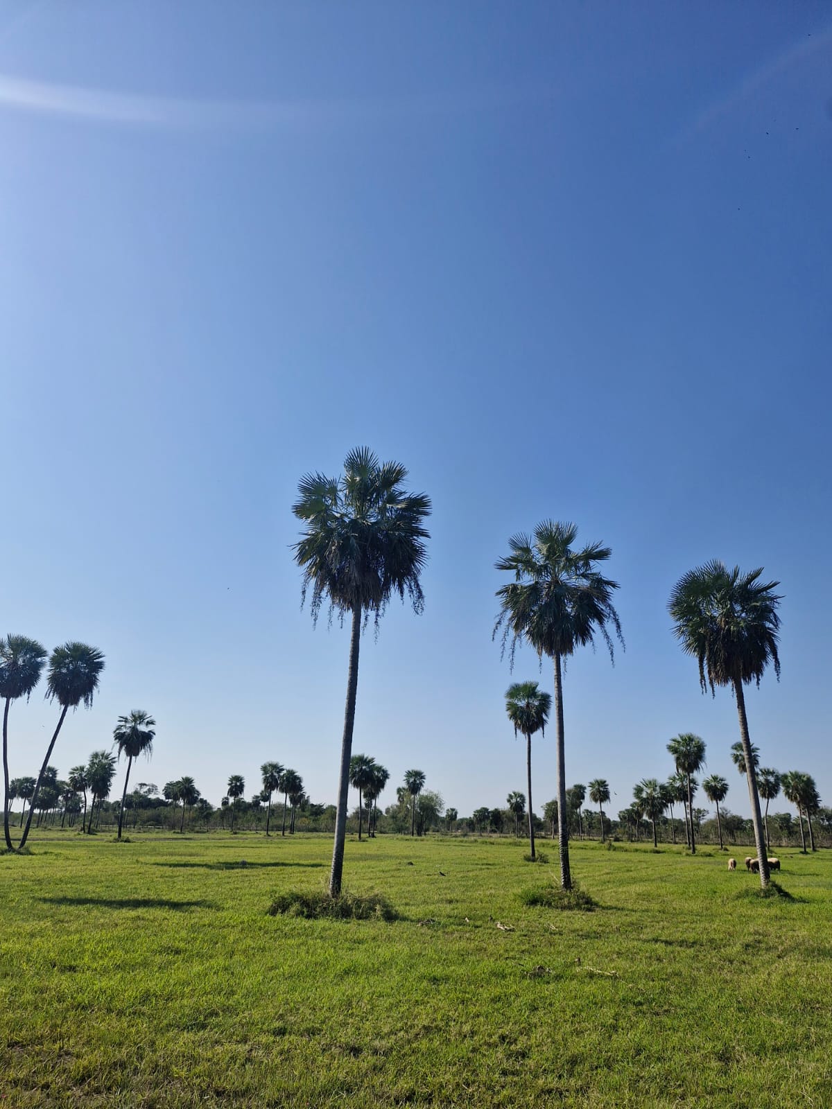 VENDO LOTES EN NUEVA ASUNCION! CON CUOTAS CORRIDAS MINIMAS! DESDE 1.270.000 MENSUAL!! — foto 2