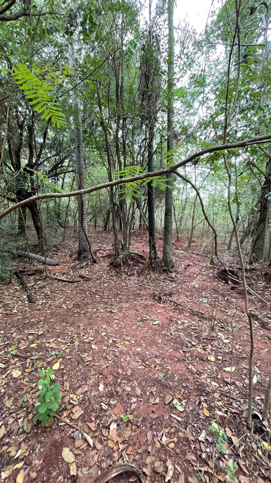 Vendo 9 Hectáreas Quiindy A 1,4 Km Del Asfalto — foto 2