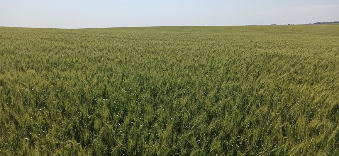 Vendo Campo Agrícola de 824 Hectáreas en Santa Rosa del Monday - CLCS7334533 — foto 3