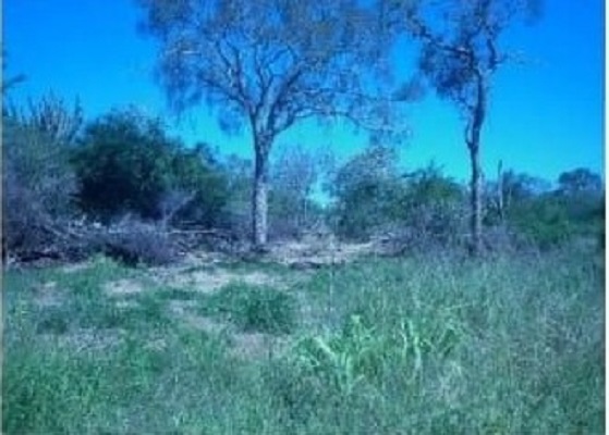 Vendo Campo de 8.012 Hectáreas en Teniente Pico, Boquerón - CLCS5945700 — foto 3