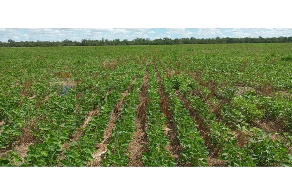 Estancia/Campo - Venta - Bahia Negra, Alto Paraguay, Paraguay — foto 3