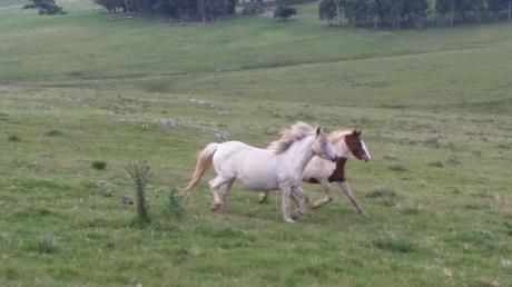 Campo En Venta Forestal Velazquez
