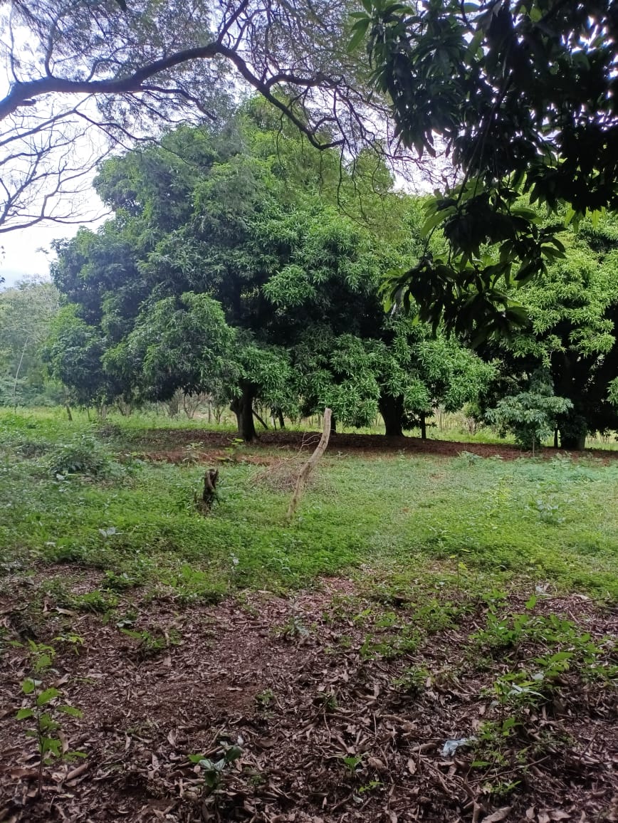 Vendo Terreno En Caacupe Cerro Real sobre ruta2 y la nueva circumbalacion — foto 3