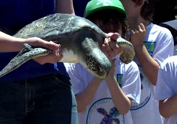 liberacion-tortugas2.jpg