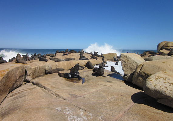 lobos-cabo-faro.jpg