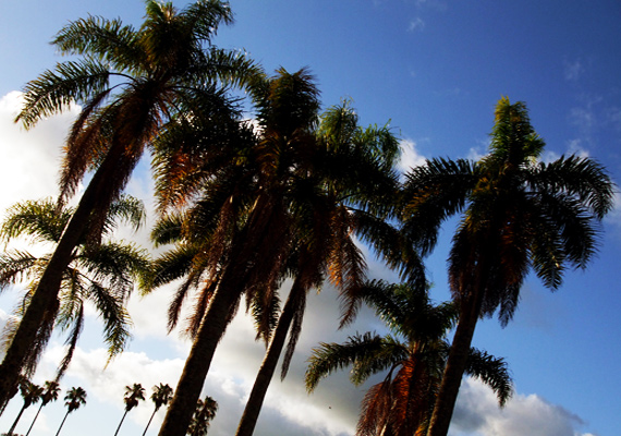 palmeras1.jpg