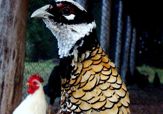 pajaros1.jpg
