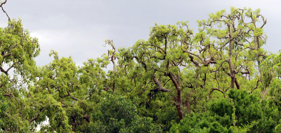 laguna-de-castillos-2.jpg