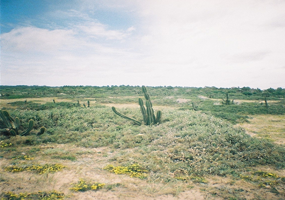 cactuscaracol.png