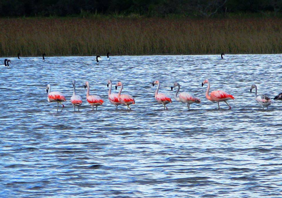 naturalezlagunagarzon.png