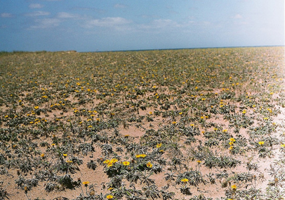 floracaracol.png