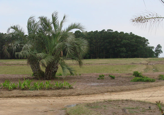 las-garzas7.jpg
