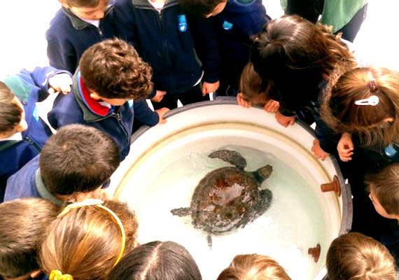 liberacion-tortugas1 (1).jpg