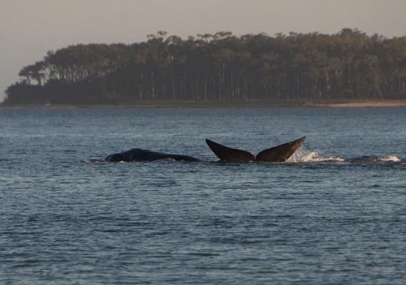 ballena pde foto 12.jpg