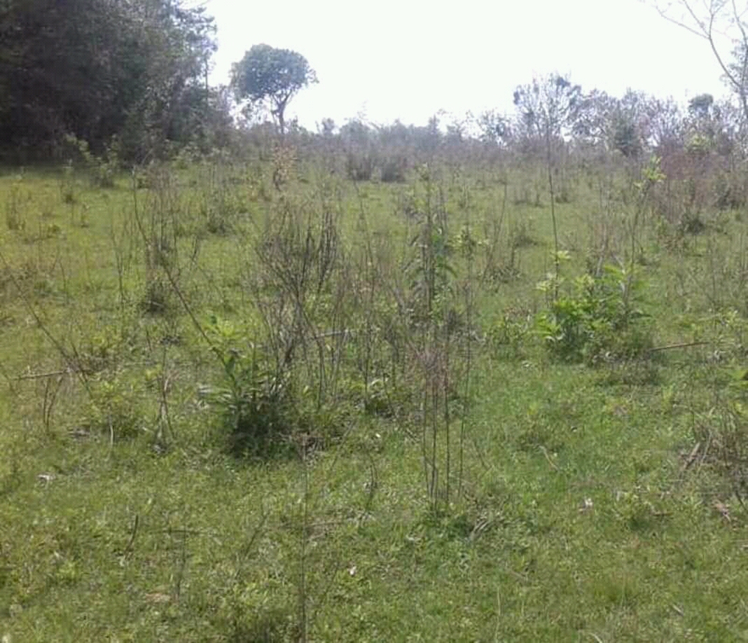 Vendo  De 17,6 Has. En Santiago – Misiones — foto 2