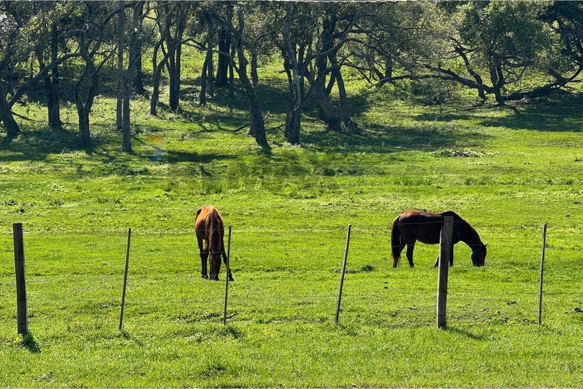 VENDO CAMPO EN CAACUPE 69 HECTAREAS — foto 3