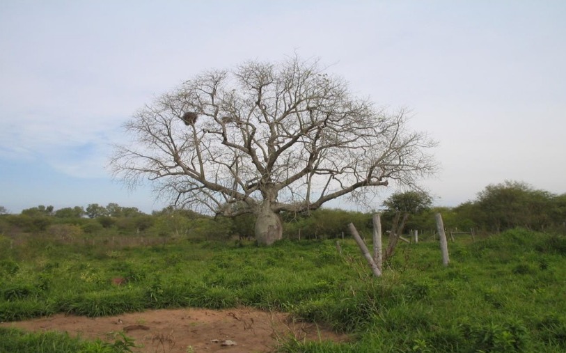 Vendo Estancia de 6.687 Hectáreas en Nanawa - CLCS6543935 — foto 3